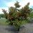 ACER TAT HOT WINGS MAPLE #10