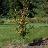 CARPINUS CAR FIRE KING #20
