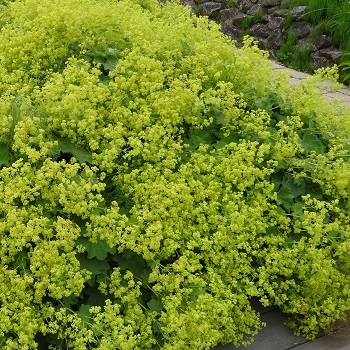 ALCHE MOL LADY'S MANTLE #1