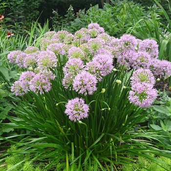 ALLIUM TAN SUMMER BEAUTY #1