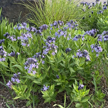 AMSONIA X BLUE ICE #1