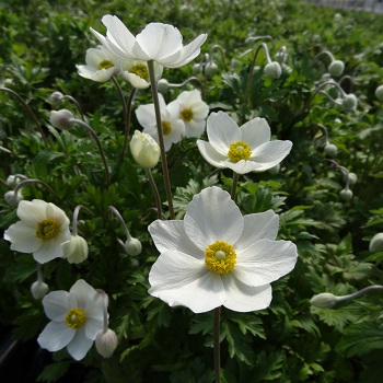 ANEMONE SYL SNOWDROP #1