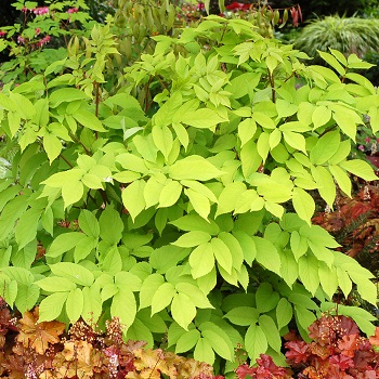 ARALIA COR SUN KING #2