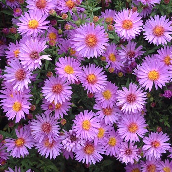 ASTER DUM WOOD'S PURPLE #1