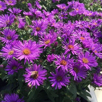 ASTER NOV PURPLE DOME #1