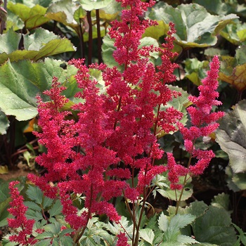 ASTILBE ARE FANAL #1 DK RED