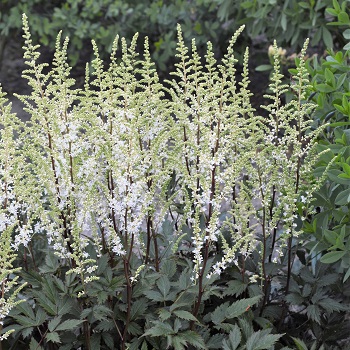 ASTILBE AR HAPPY SPIRIT #1