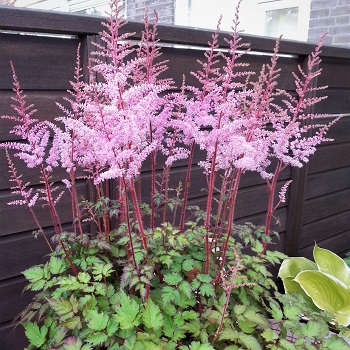 ASTILBE CHI DEFT LACE #1 PINK