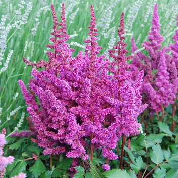 ASTILBE CHI VISION IN RED #1