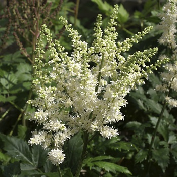 ASTILBE CHI VISION IN WHITE #1