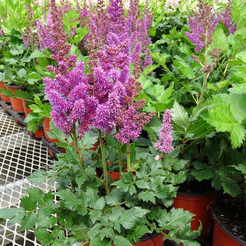 ASTILBE CHI VISIONS #1 LILAC