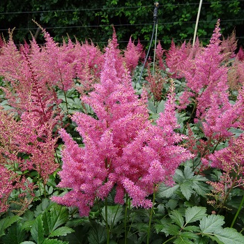 ASTILBE JAP RHEINLAND#1 PINK