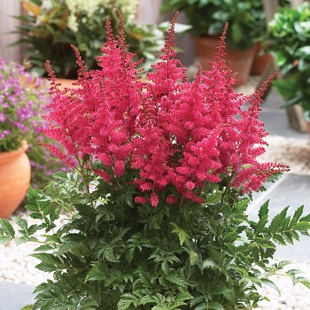 ASTILBE YOUNIQUE CARMINE #1 RED