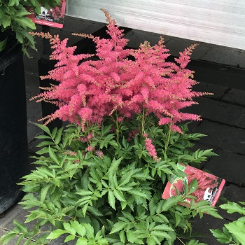 ASTILBE YOUNIQUE CERISE #1CHERRY
