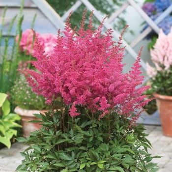 ASTILBE YOUNIQUE LILAC #1