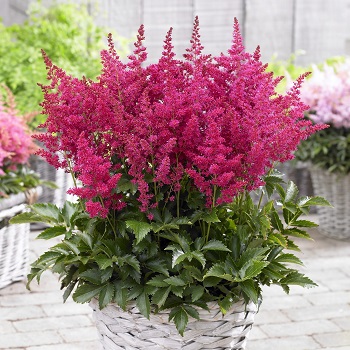 ASTILBE YOUNIQUE RUBY RED #1