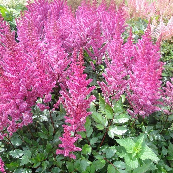 ASTILBE X MAGGIE DALEY #1 LAVNDR