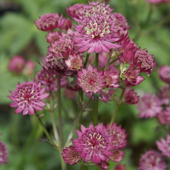 ASTRANTIA MAJ STAR OF BEAUTY #1