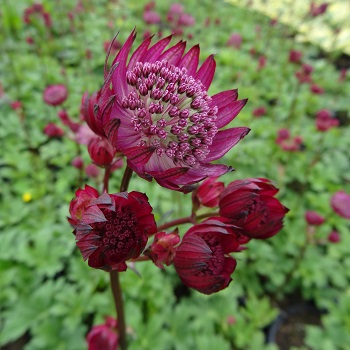 ASTRANTIA MAJ STAR OF FIRE #1
