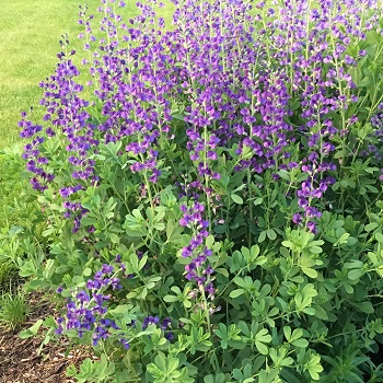 BAPTISIA AUS FALSE INDIGO #1