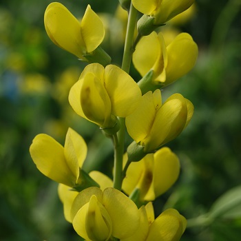 BAPTISIA SOLAR FLAREPRAIRIEBLU#2