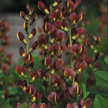BAPTISIA TWILITE PRAIRIEBLUES #2