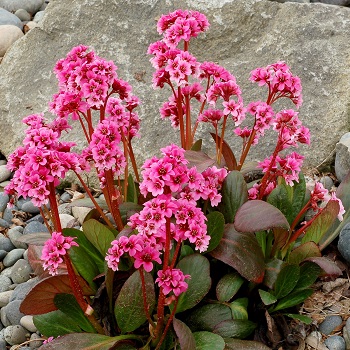 BERGENIA SAKURA #1