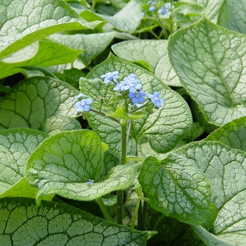 BRUNNERA JACK FROST #1