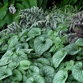 BRUNNERA MAC ALEXANDER'S GREAT#1