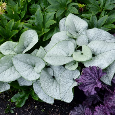 BRUNN MAC ALEXANDRIA #1