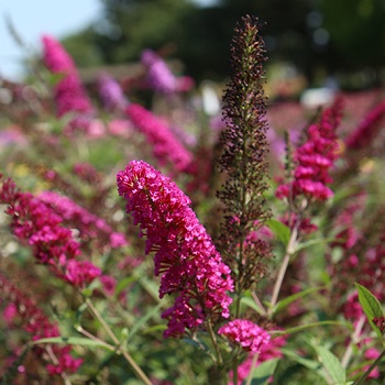 BUDDL BUZZ VELVET #1/7"