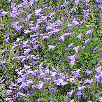 CAMPA POR BIRCH HYBRID #1