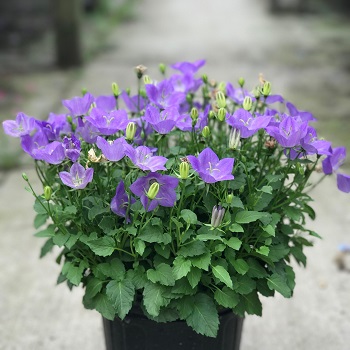 CAMPA CAR RAPIDO BLUE #1