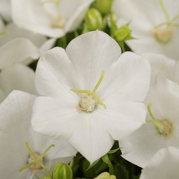 CAMPA CAR RAPIDO WHITE #1