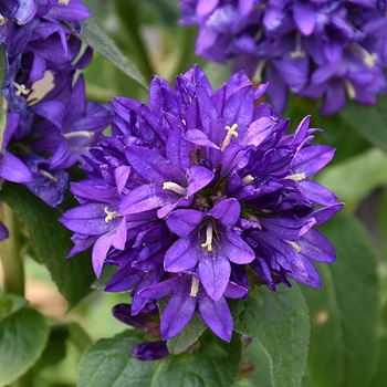 CAMPA GLO SUPERBA #1