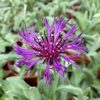 CENTA MON AMETHYST DREAM #1