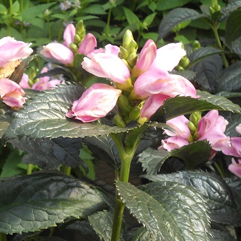 CHELONE LYO HOT LIPS #1