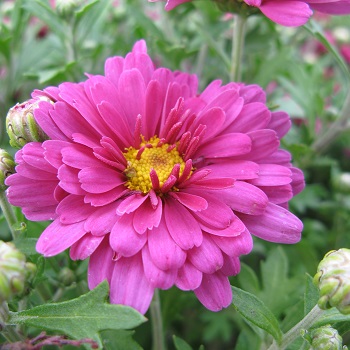 CHRYS MAMMOTH LAVENDER DAISY #2