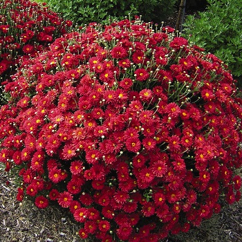 CHRYS MAMMOTH RED DAISY #2