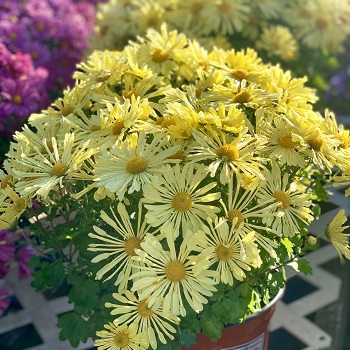 CHRYS MAMMOTH YELLOW QUILL #2