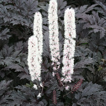 CIMIC RAM PINK SPIKE #2