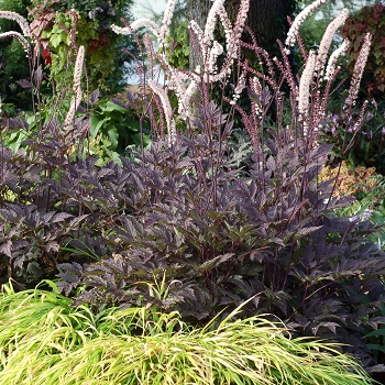 CIMIC BLACK NEGLIGEE #2