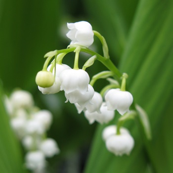 CONVA LILY OF THE VALLEY 4"/10T