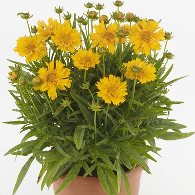 COREO GRA DOUBLE THE SUN #1