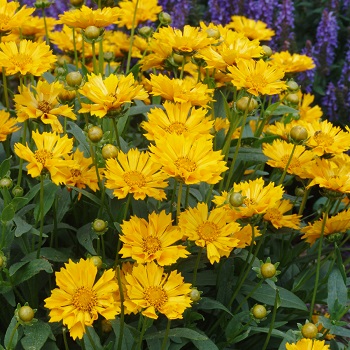 COREOPSIS X JETHRO TULL #1