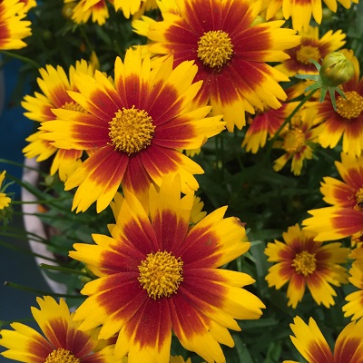 COREO UPTICK GOLD AND BRONZE #1