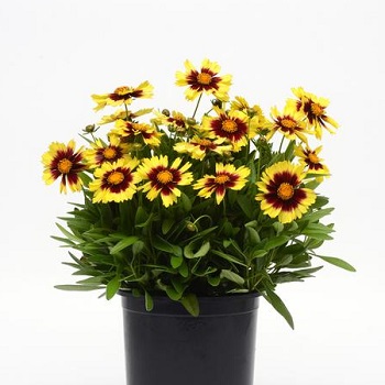 COREO UPTICK YELLOW AND RED #1