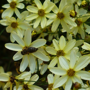 COREOPSIS VER MOONBEAM #1