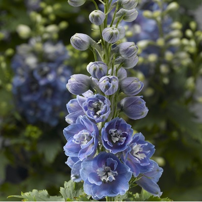 DELPH ELA DEL LT BLU WHT BEE #1