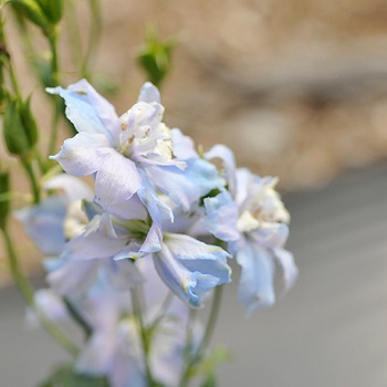 DELPH MAGIC FT SKYBLUE/WHITEBE#1